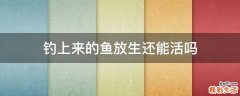 钓上来的鱼放生还能活吗