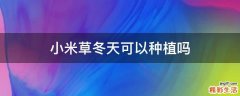 小米草冬天可以种植吗