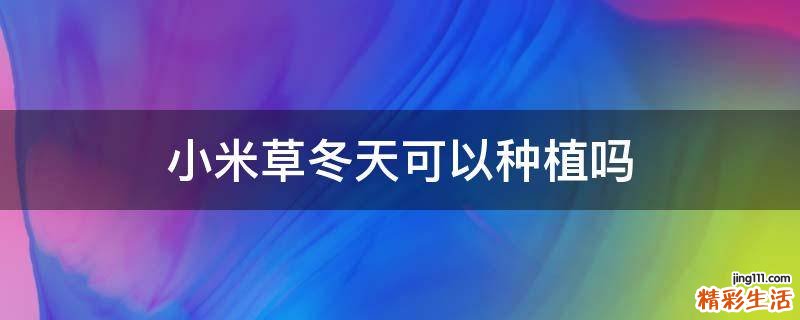 小米草冬天可以种植吗