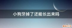 小狗牙掉了还能长出来吗