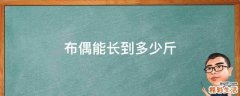 布偶能长到多少斤