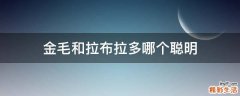 金毛和拉布拉多哪个聪明