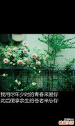野茶辣