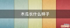 木瓜长什么样子