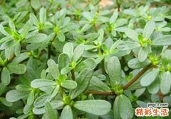 瘊子怎么去掉土办法
