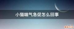 小猫喘气急促怎么回事