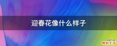 迎春花像什么样子