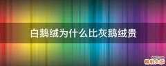 白鹅绒为什么比灰鹅绒贵