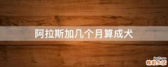 阿拉斯加几个月算成犬