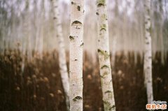 马尿酸钠水解试验