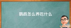 鹦鹉怎么养吃什么