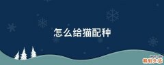 怎么给猫配种