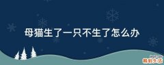 母猫生了一只不生了怎么办