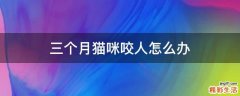三个月猫咪咬人怎么办