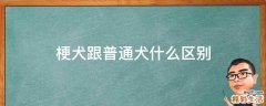 梗犬跟普通犬什么区别