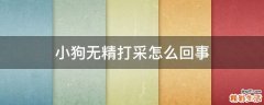小狗无精打采怎么回事