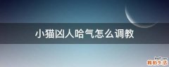 小猫凶人哈气怎么调教