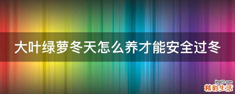 大叶绿萝冬天怎么养才能安全过冬