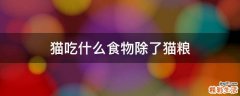 猫吃什么食物除了猫粮