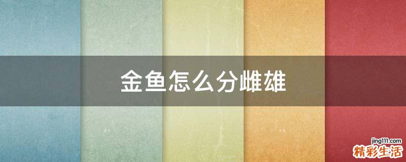 金鱼怎么分雌雄