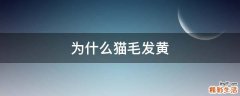 为什么猫毛发黄