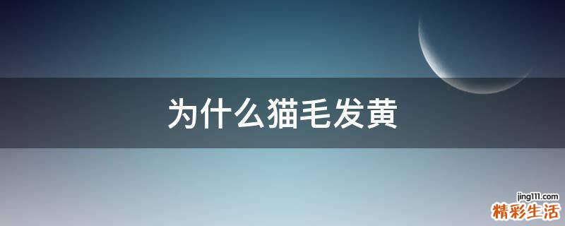 为什么猫毛发黄