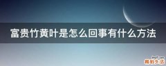 富贵竹黄叶是怎么回事有什么方法