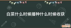 白菜什么时候播种什么时候收获
