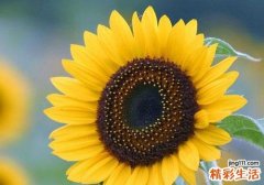 肛门湿疹会痛吗