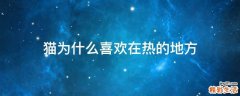 猫为什么喜欢在热的地方