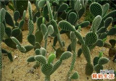 带状疱疹偏方大全
