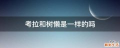 考拉和树懒是一样的吗