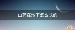 山药在地下怎么长的