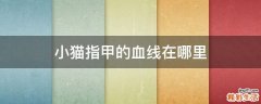 小猫指甲的血线在哪里