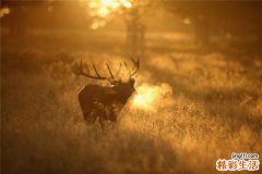 尿α-葡萄糖苷酶