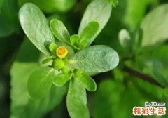 马齿苋对什么病最有效 平凡的野草竟有奇佳的疗效