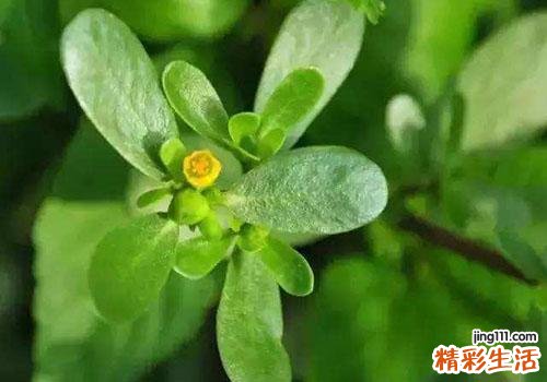 马齿苋对什么病最有效 平凡的野草竟有奇佳的疗效