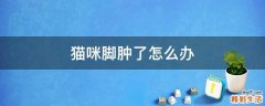 猫咪脚肿了怎么办