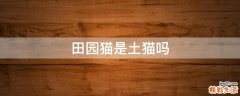 田园猫是土猫吗
