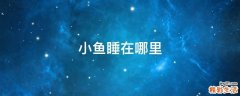 小鱼睡在哪里