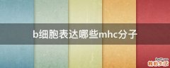 b细胞表达哪些mhc分子