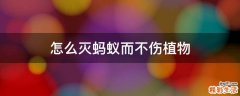 怎么灭蚂蚁而不伤植物