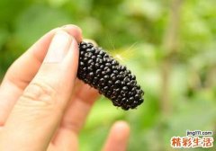 长期吃桑葚能乌发吗 吃多少？怎么吃？