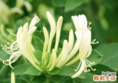 粉刺食疗方法