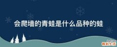 会爬墙的青蛙是什么品种的蛙
