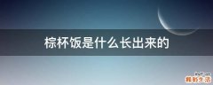 棕杯饭是什么长出来的