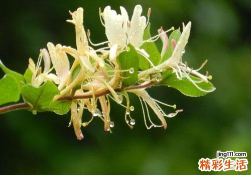 金银花可以去痱子吗 麻麻再也不用担心我长痱子了