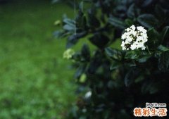 如何祛斑美容_祛斑美容绝招