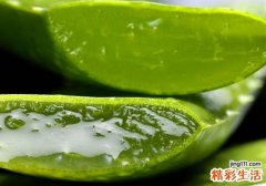 长痱子可以用芦荟胶吗 芦荟胶可以治痱子吗