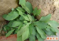 吃苦菜能缓解青春痘吗 什么原理？怎么吃？